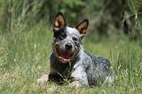 BOUVIER AUSTRALIEN 301